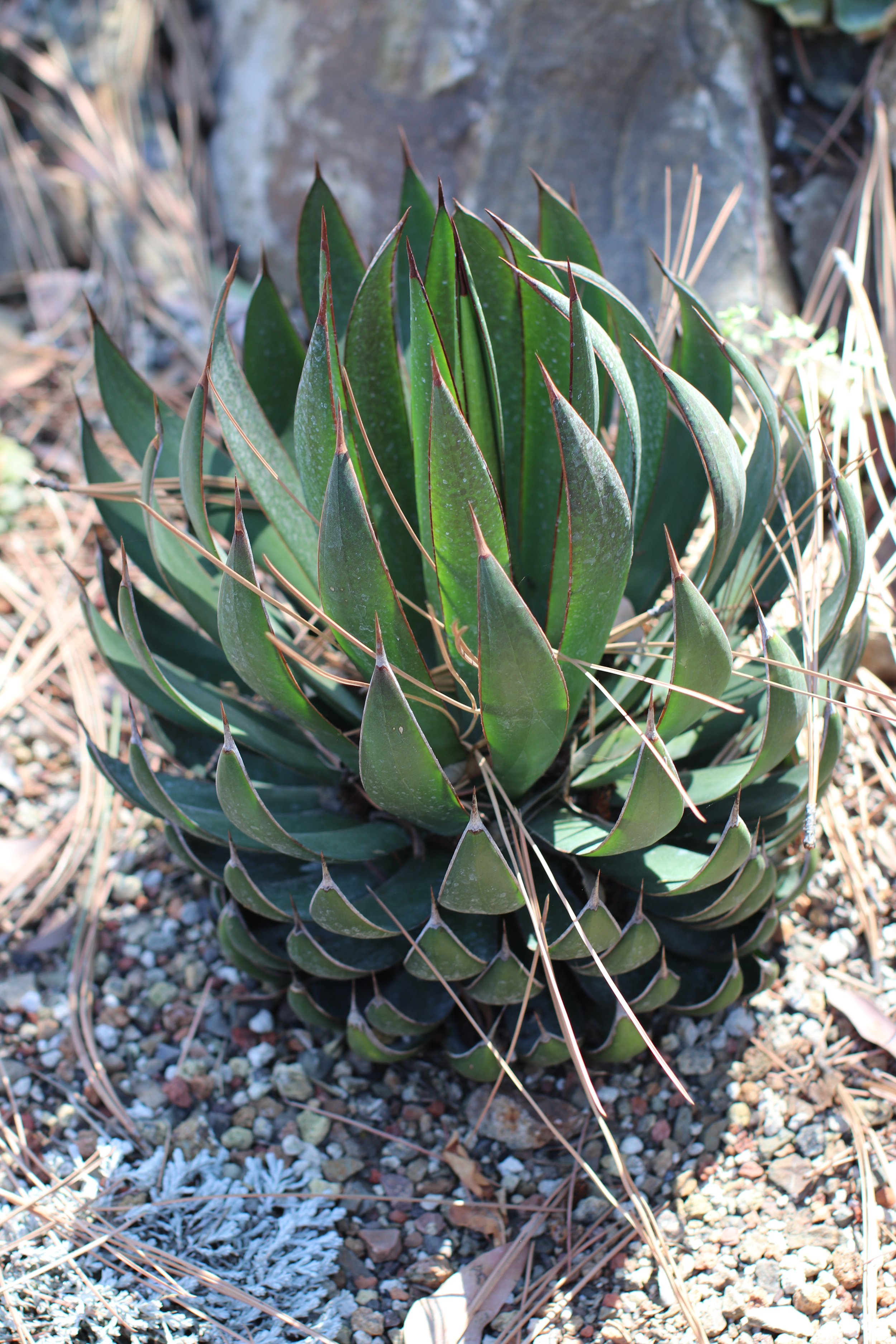 Maybe Yucca? - Ruth Bancroft Garden