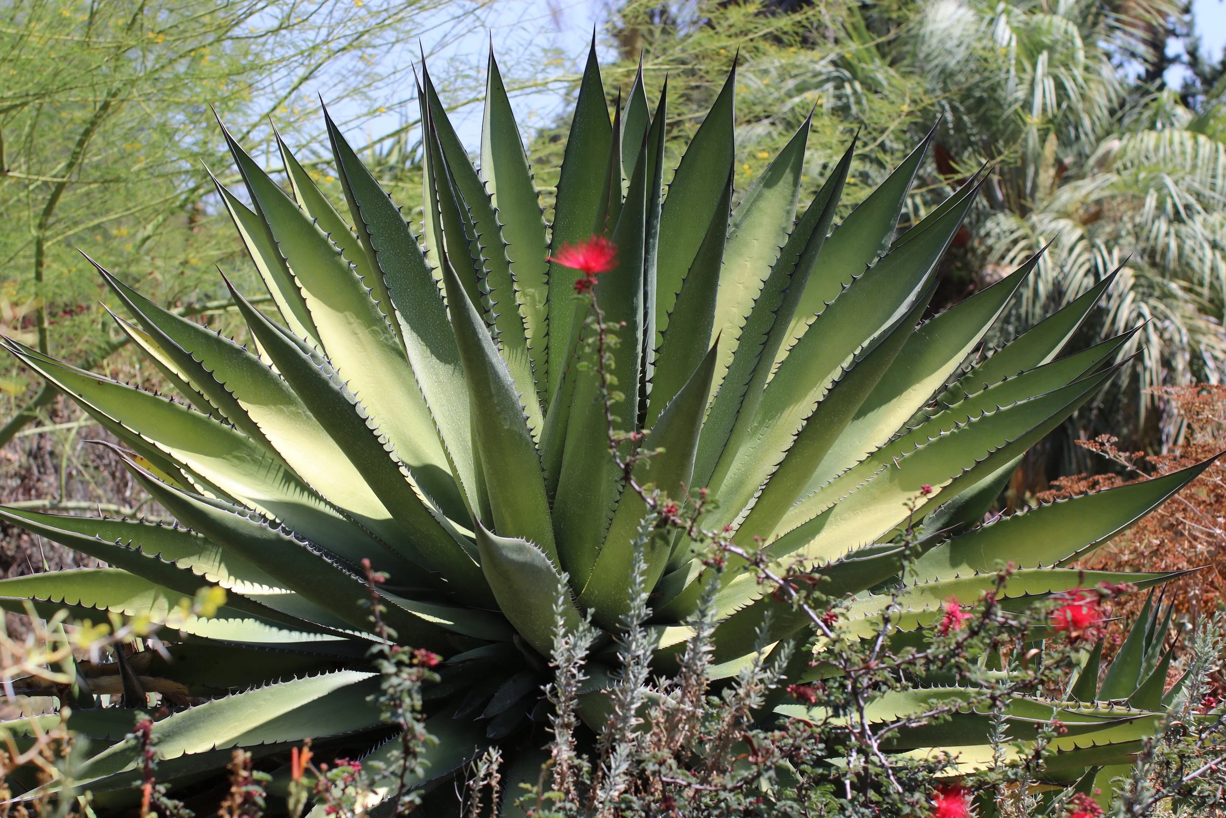 Agave - Ruth Bancroft Garden