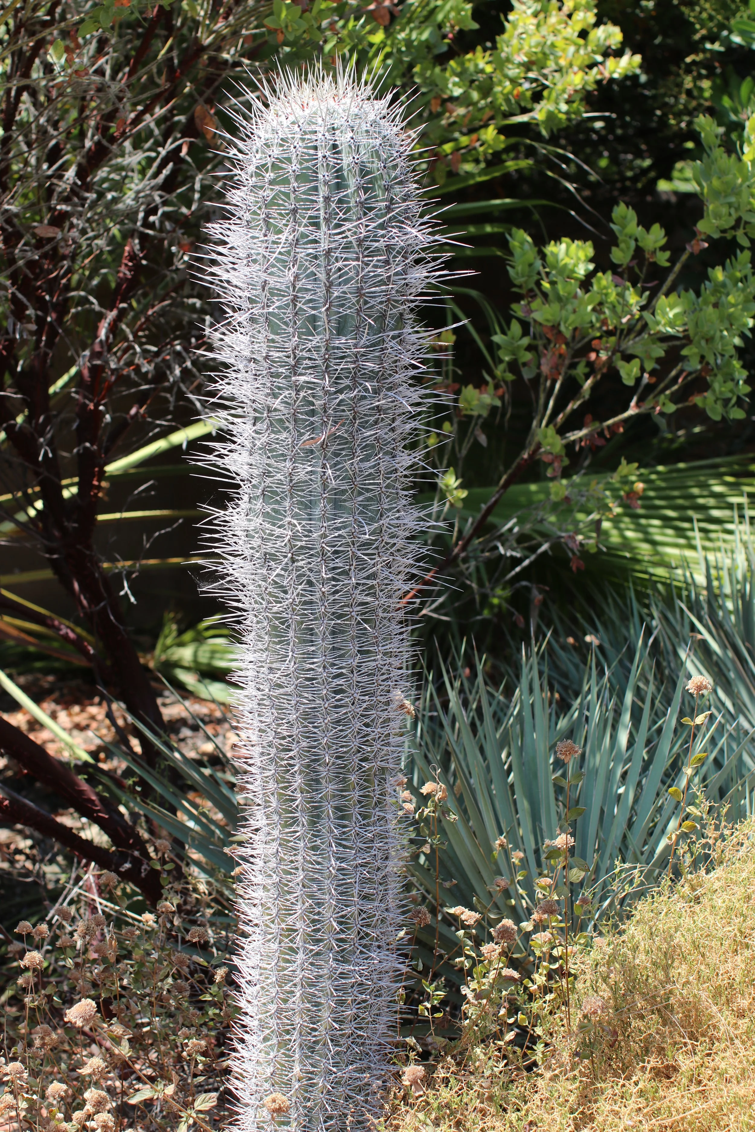 Old Man Cactus - Ruth Bancroft Garden