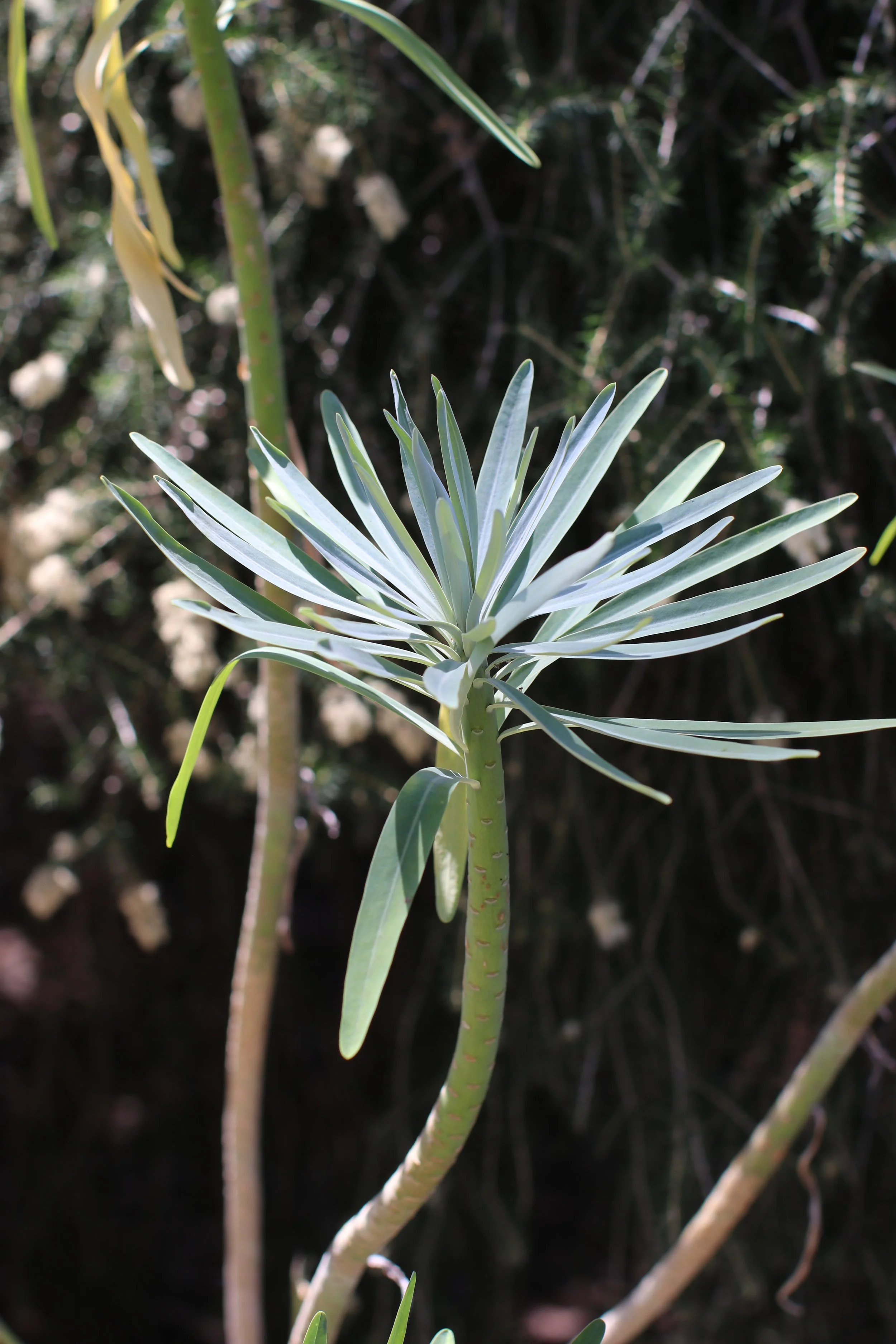 Unknown - Ruth Bancroft Garden