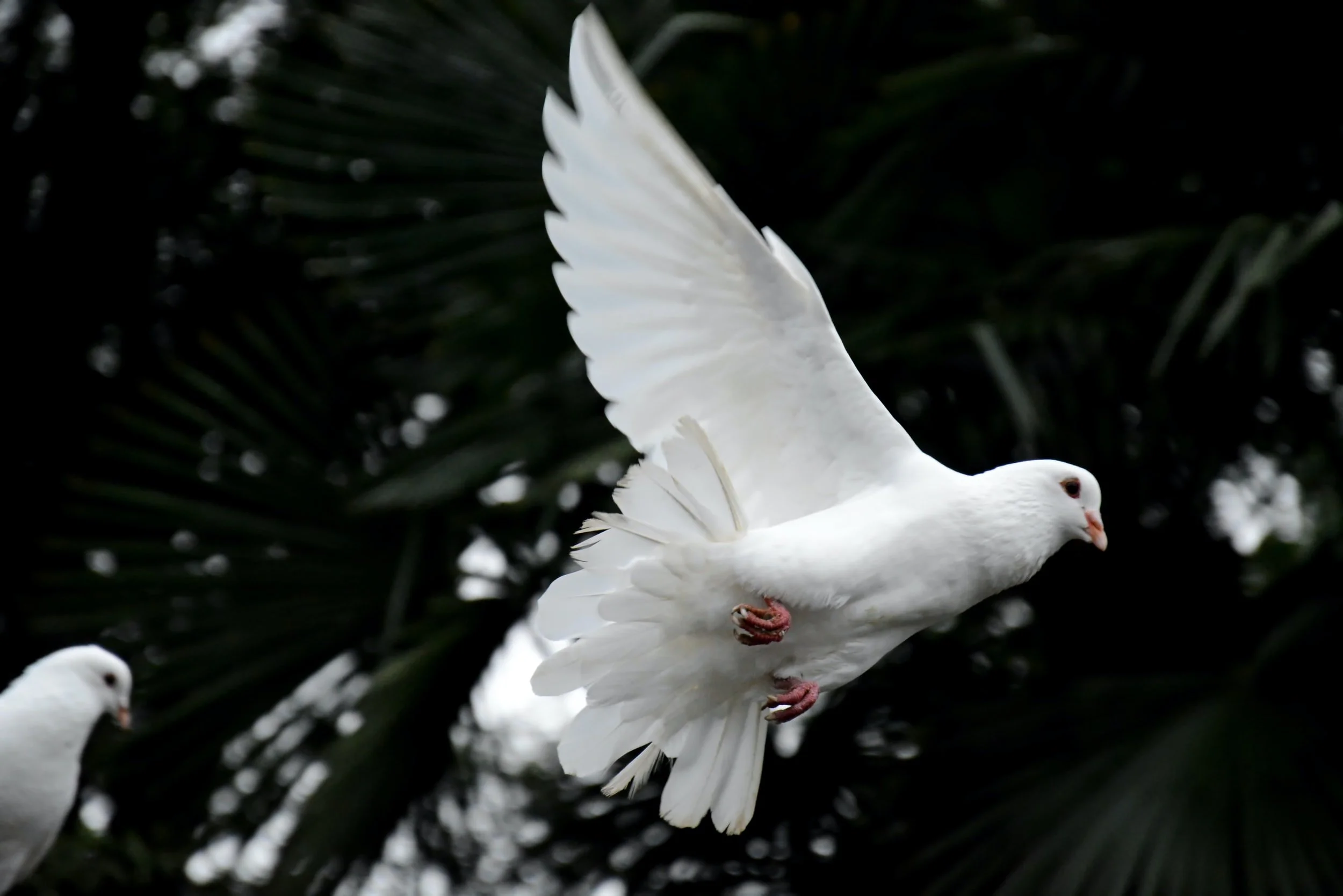 Holy Gospel Reading & Sermon by Pastor Mark Lund