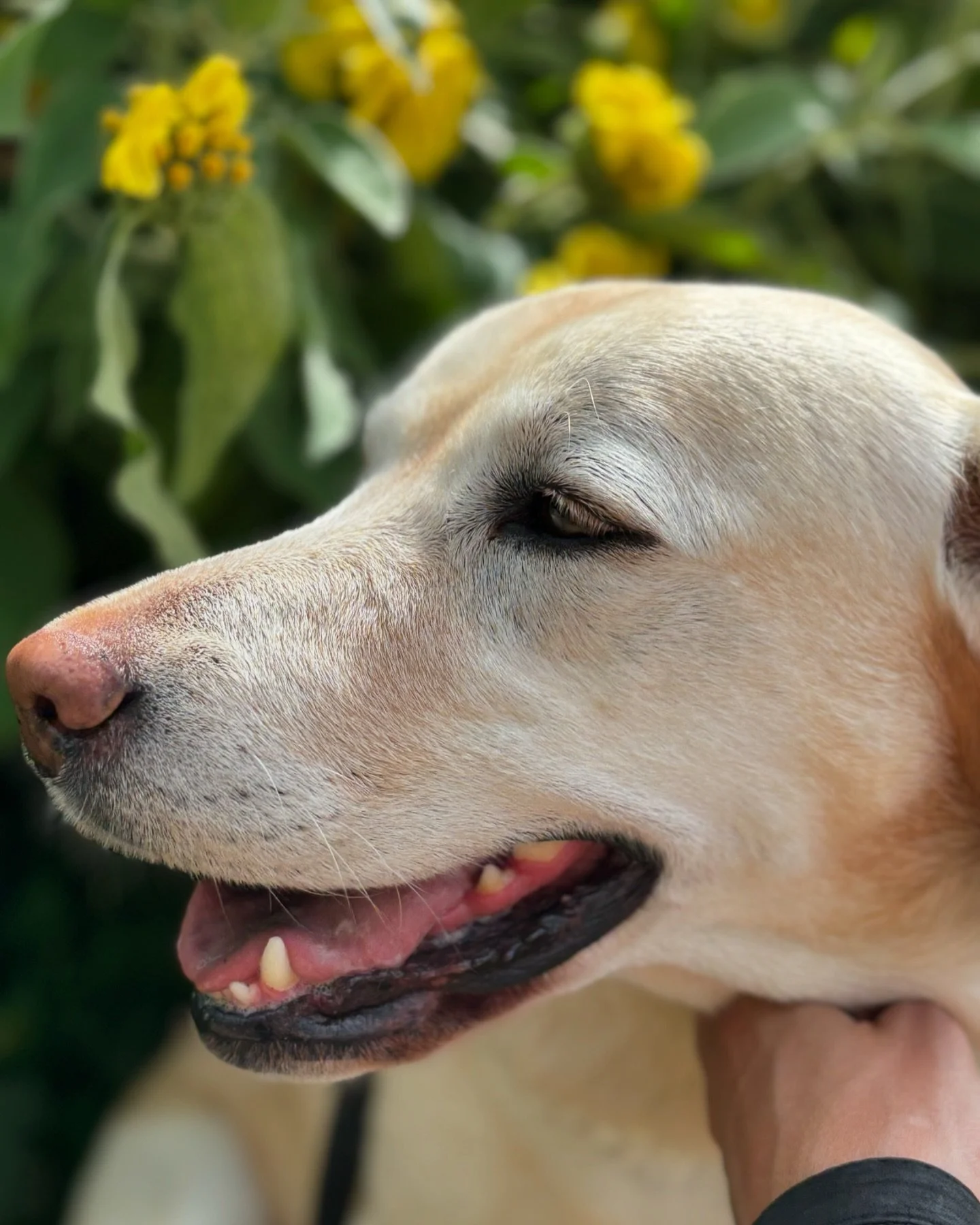 An early walk for this one today ☀️

I look forward to seeing my Mat Pilates group this evening! :)

Have a wonderful week ahead everyone xx

#dakota #lovemylab #labradorretriever #yellowlab #doglover #mylab #sunshine #walks #walkingmydog #lovemydog 