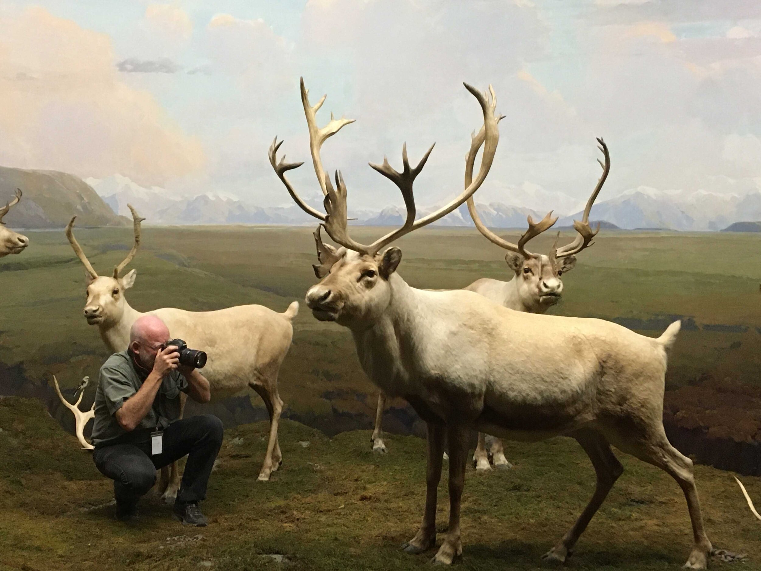 Taxidermist Tim Bovard in NHM is helping us taking photos of the main caribou from different angles