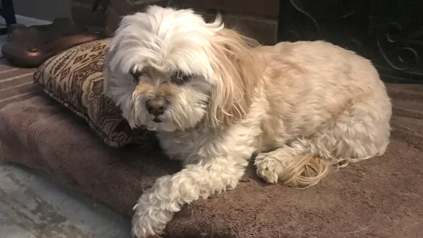 Coco
