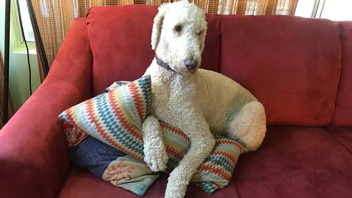 Milo