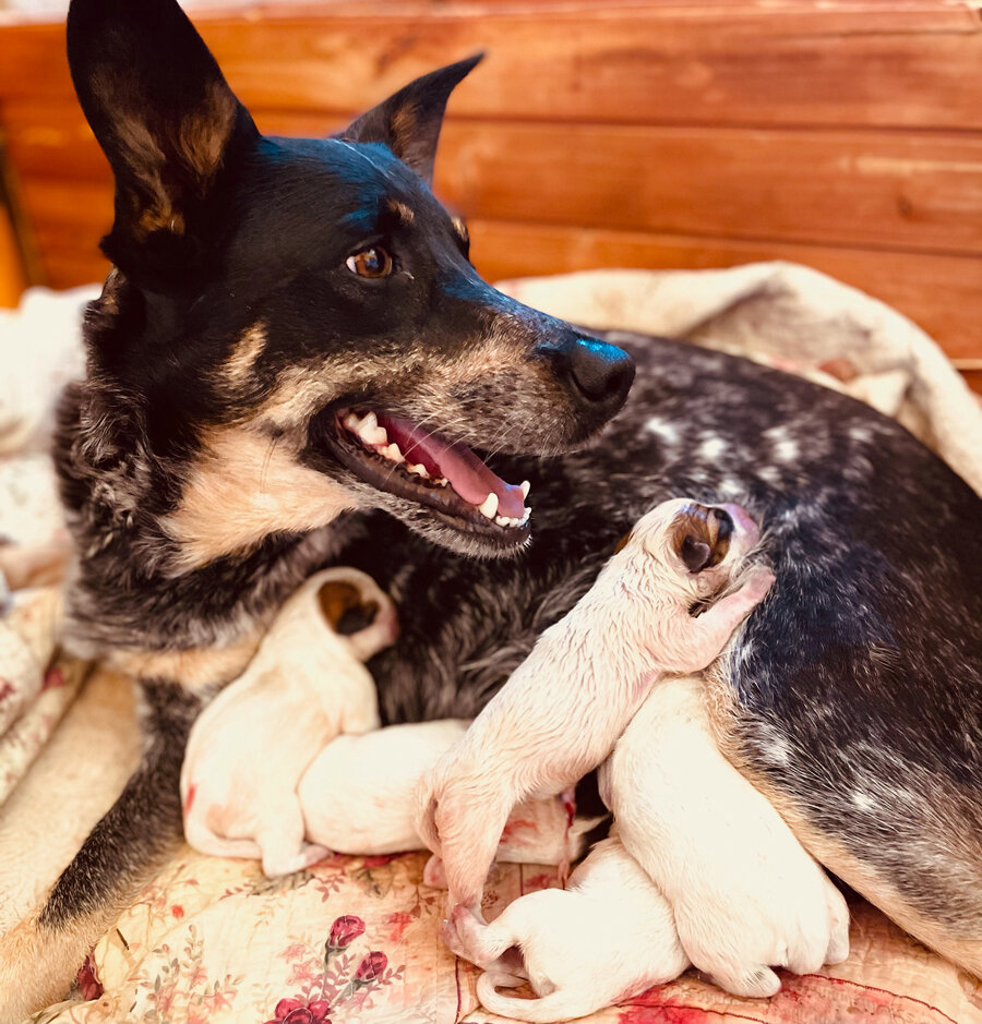 Zoe had 5 puppies on Easter 2021!