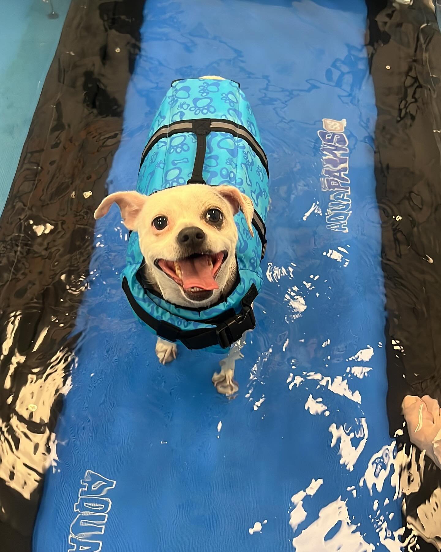 Little Sunny is losing weight with hydrotherapy! 💙💦 And tomorrow is his birthday! ⭐️ Sunny gets a gold star, I&rsquo;m so proud of him!
. 
#weightlossjourney #chihuahualove #barkinghampethotel #rescuedtailsmassage #chihuahuamix