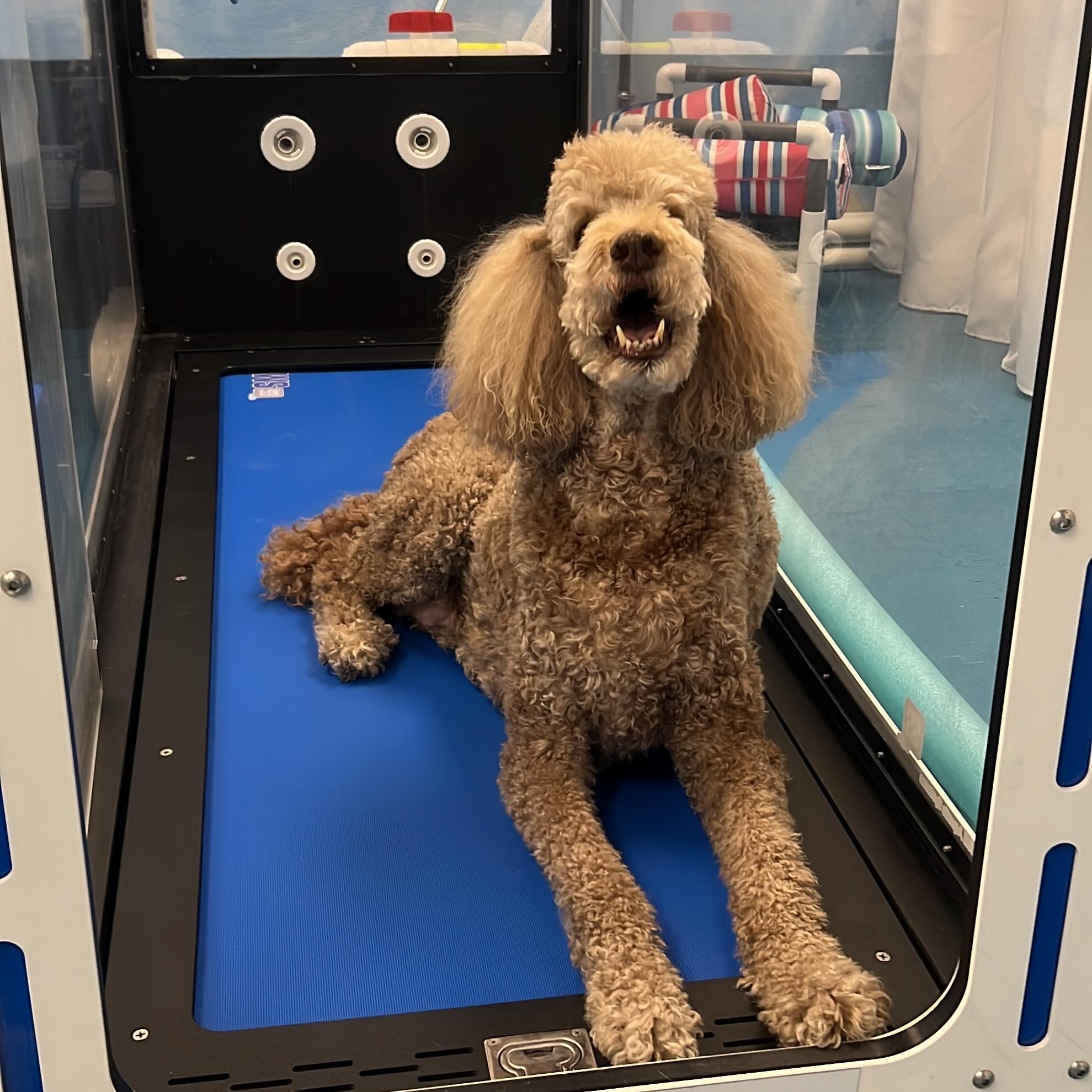 My friend Jack came in for therapy today and went straight into the #underwatertreadmill and waited for me! He&rsquo;s doing great! The latest report is that he can now walk on hardwood floors without wearing booties because he has built the muscle s
