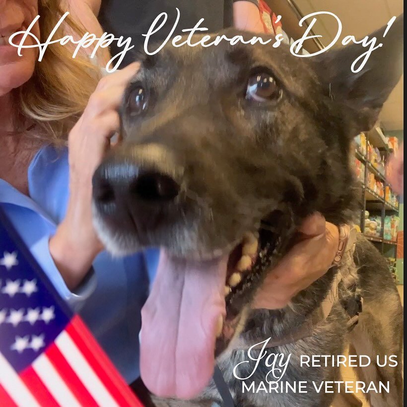 🇺🇸 On this Veterans Day, we honor and salute all the brave humans and courageous canines who have served our country. 🐾 In this photo is Jay, a retired US Marine whom I had the privilege of meeting at the @HiDesertTails anniversary celebration rec