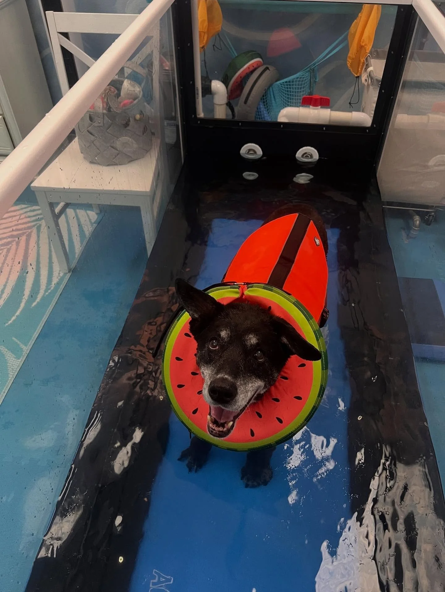 This is m girl! Reyna Rall! She&rsquo;s going to be 15 years young this December! Hydrotherapy keeps her going! Videos to post soon 💖💦