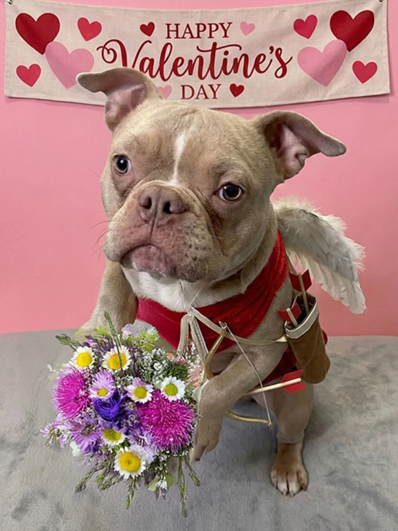 Happy Valentine&rsquo;s Day!
The first photo is my puppy TRIGGER who is at the rainbow bridge🌈
The second photo is Reyna my 15-year-old soul survivor of my pack from Mexico.🇲🇽
And it is my Horse&lsquo;s birthday! Calvin turned 20 today hallelujah!
