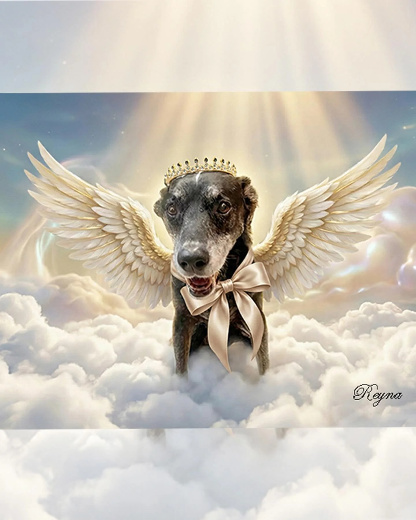 My soul dog, the sole survivor of my Mexican pack, our Relentless one, and founder of the Reyna Rall Ranch has crossed over to the bridge. She gave us over 15 years of love, joy and relentlessness! R.I.P. my girl.