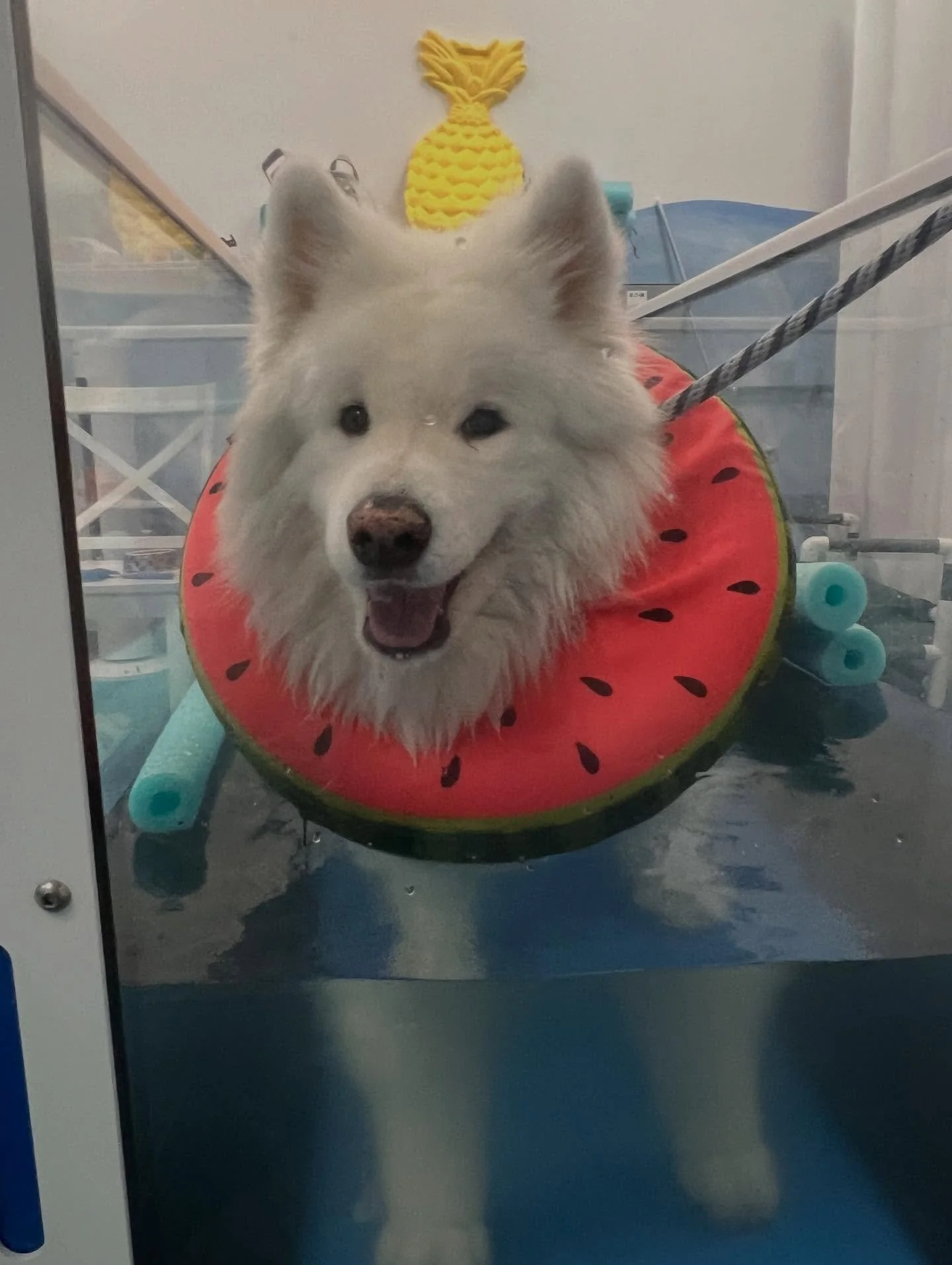 I&rsquo;ve been working with Oliver at home for the past several months, and today this sweet 13-year-old boy finally made it in for hydrotherapy! 🐾
💙
He&rsquo;s been dealing with knee issues, but he got in the water for the very first time today a