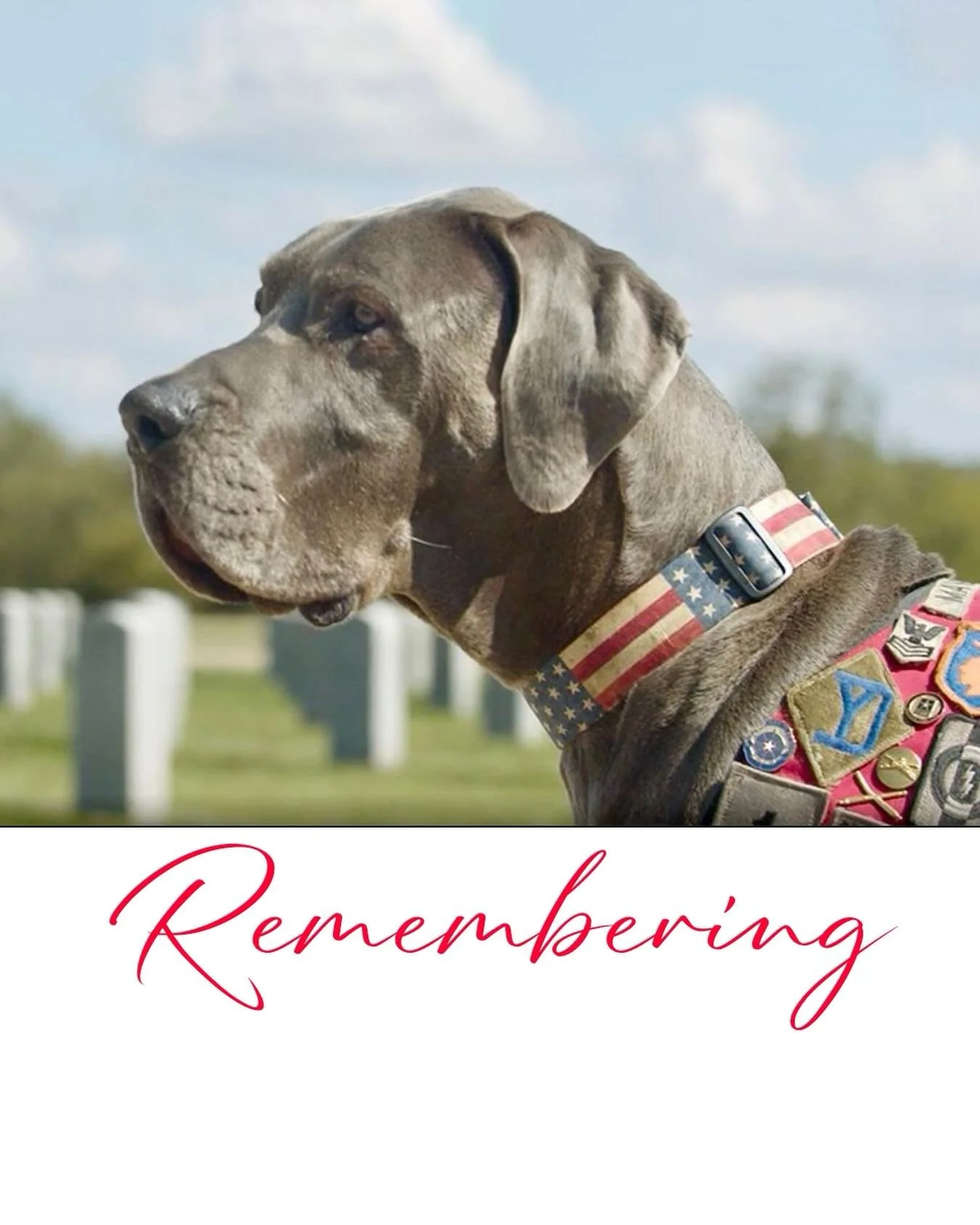 Some gave two legs.
Some gave four. 🇺🇸 
🐾
Today we honor the heroes who never came home &mdash; and the military working dogs who served fearlessly beside them.
🇺🇸
At our hydrotherapy spa, we see courage every single day. Dogs overcoming pain, p