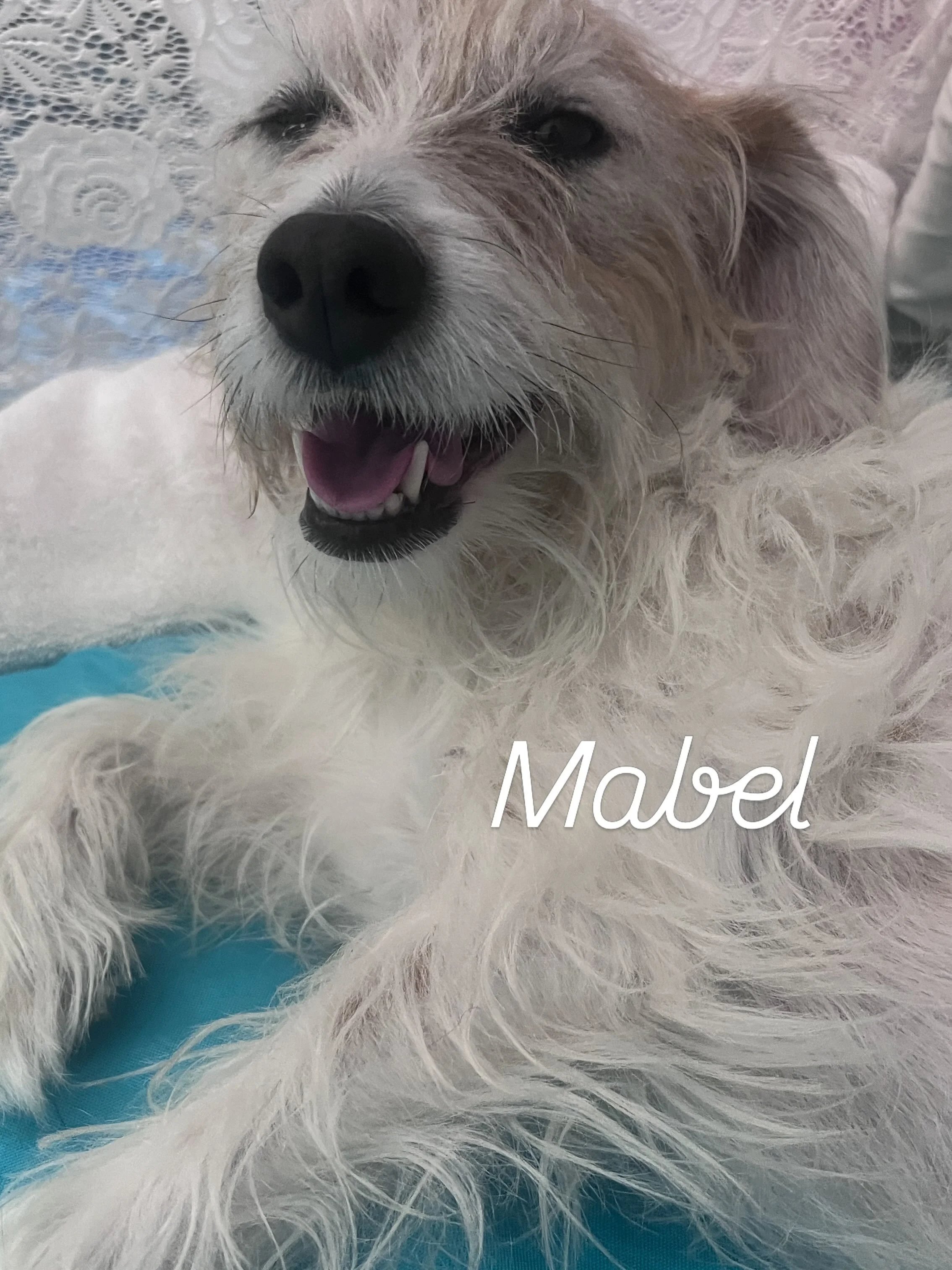 I&rsquo;d like you to meet some of today&rsquo;s amazing massage therapy clients! 🐾💙

Every session is customized to each dog&rsquo;s individual needs, whether they&rsquo;re a senior, an active athlete, recovering from an injury, or simply in need 
