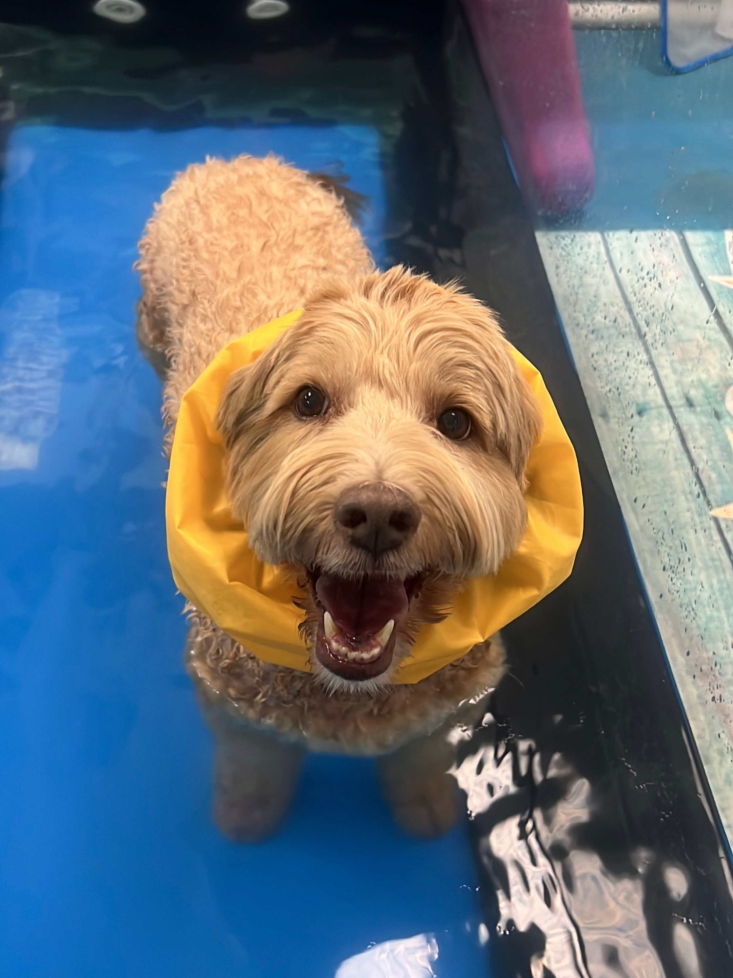 This is Tucker! He&rsquo;s coming in to strengthen up his Heinz limbs and is doing terrific!
* 💪 Builds Strength: Water resistance helps dogs strengthen muscles without putting excessive stress on their joints.
* 🐾 Improves Stability: Controlled mo