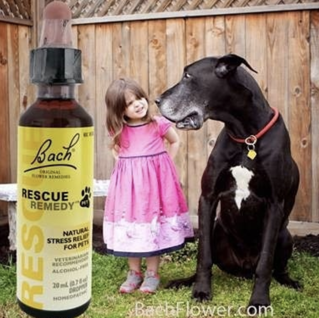A young girl in a pink dress standing next to a large black and white dog in a backyard with a wooden fence, with a large bottle labeled 'Rescue Remedy for Pets' placed in the foreground.