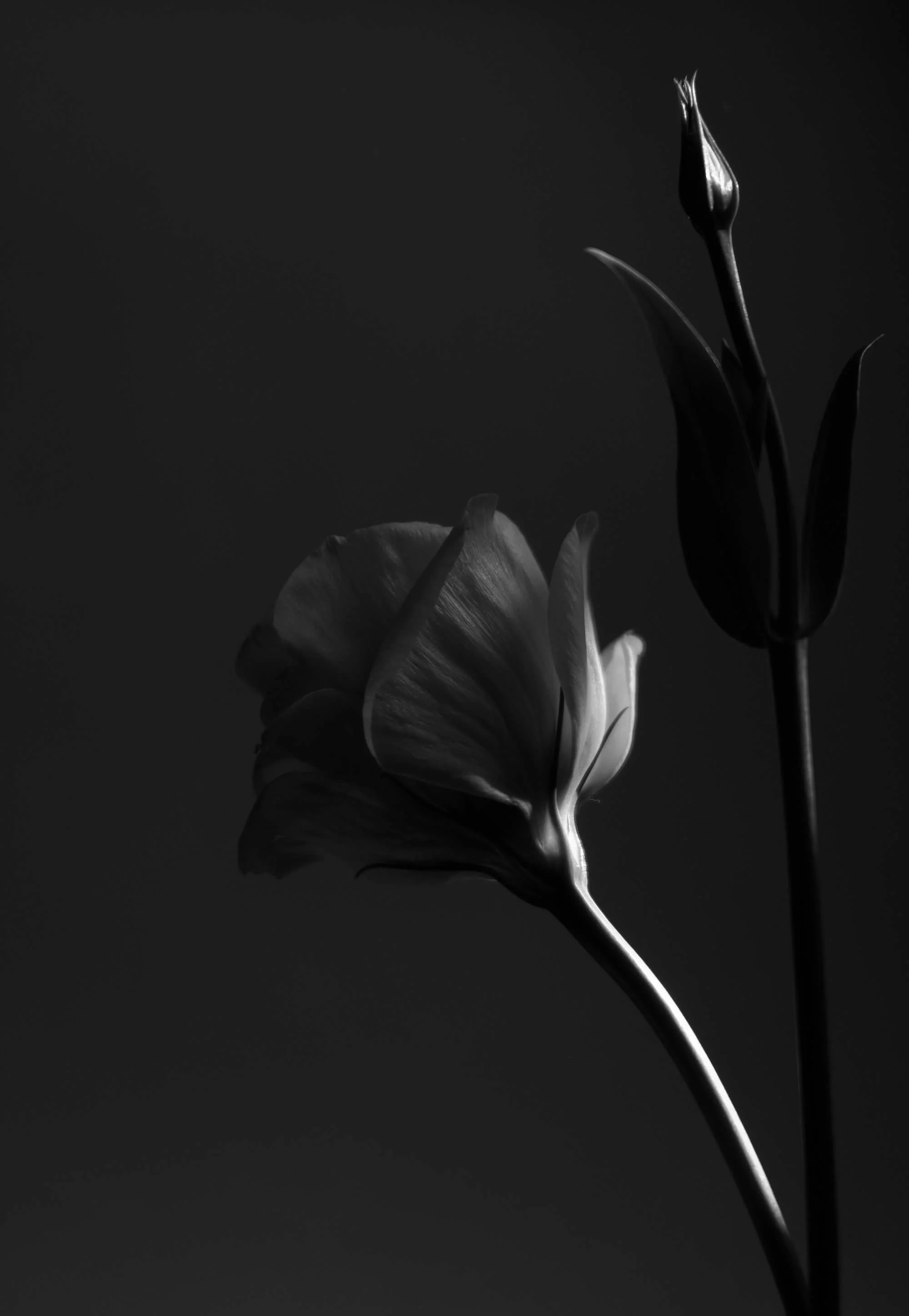 Black and white photo of two tulip flowers with one in bloom and a closed bud, against a dark background.