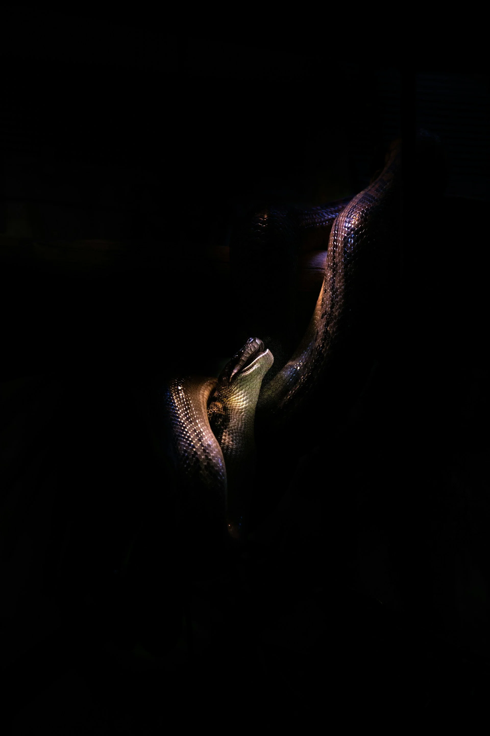 Let Go of Fear and Become Unstoppable: Proven Mindset &amp; Life Strategies