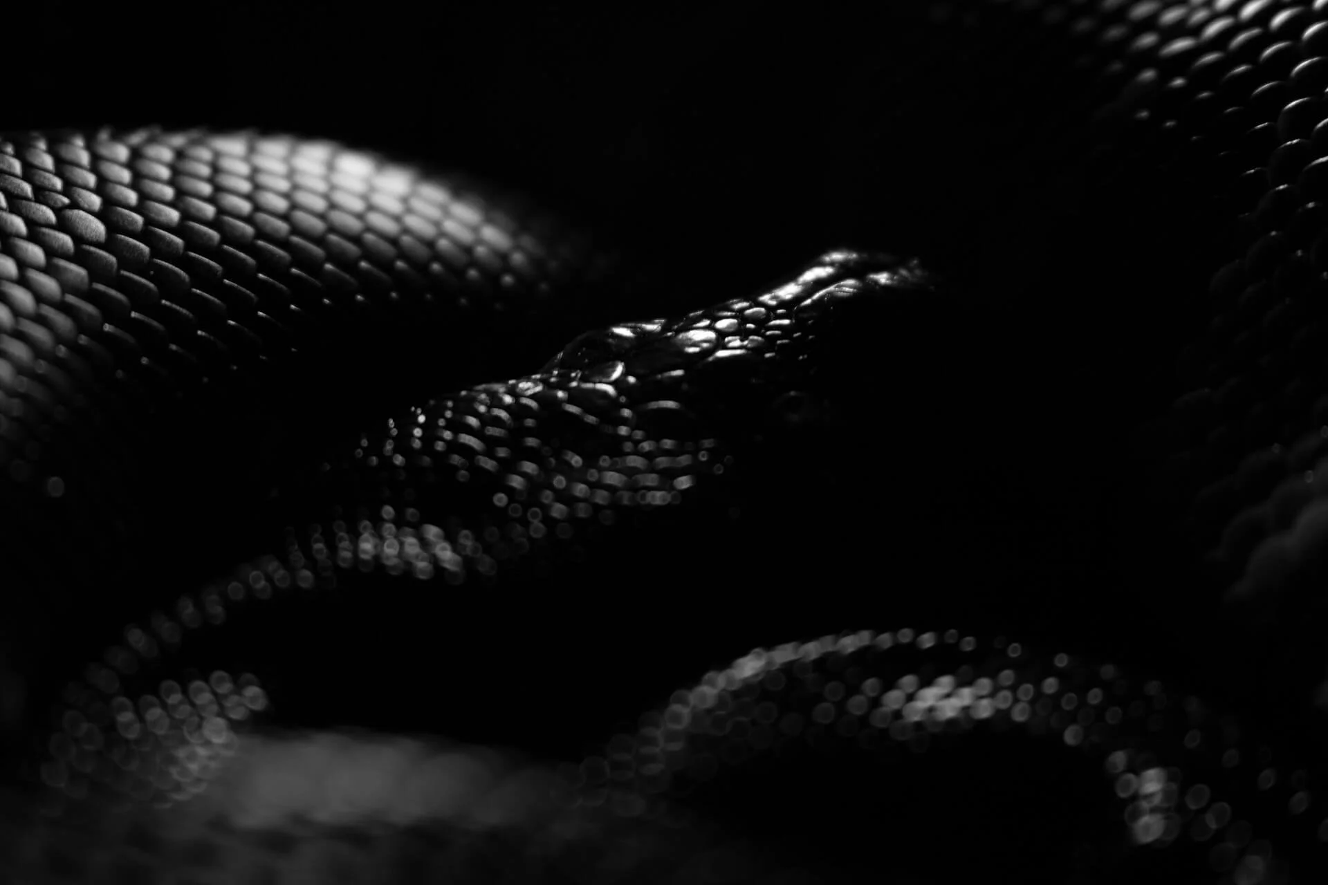 Close-up image of a snake with dark scales in black and white.