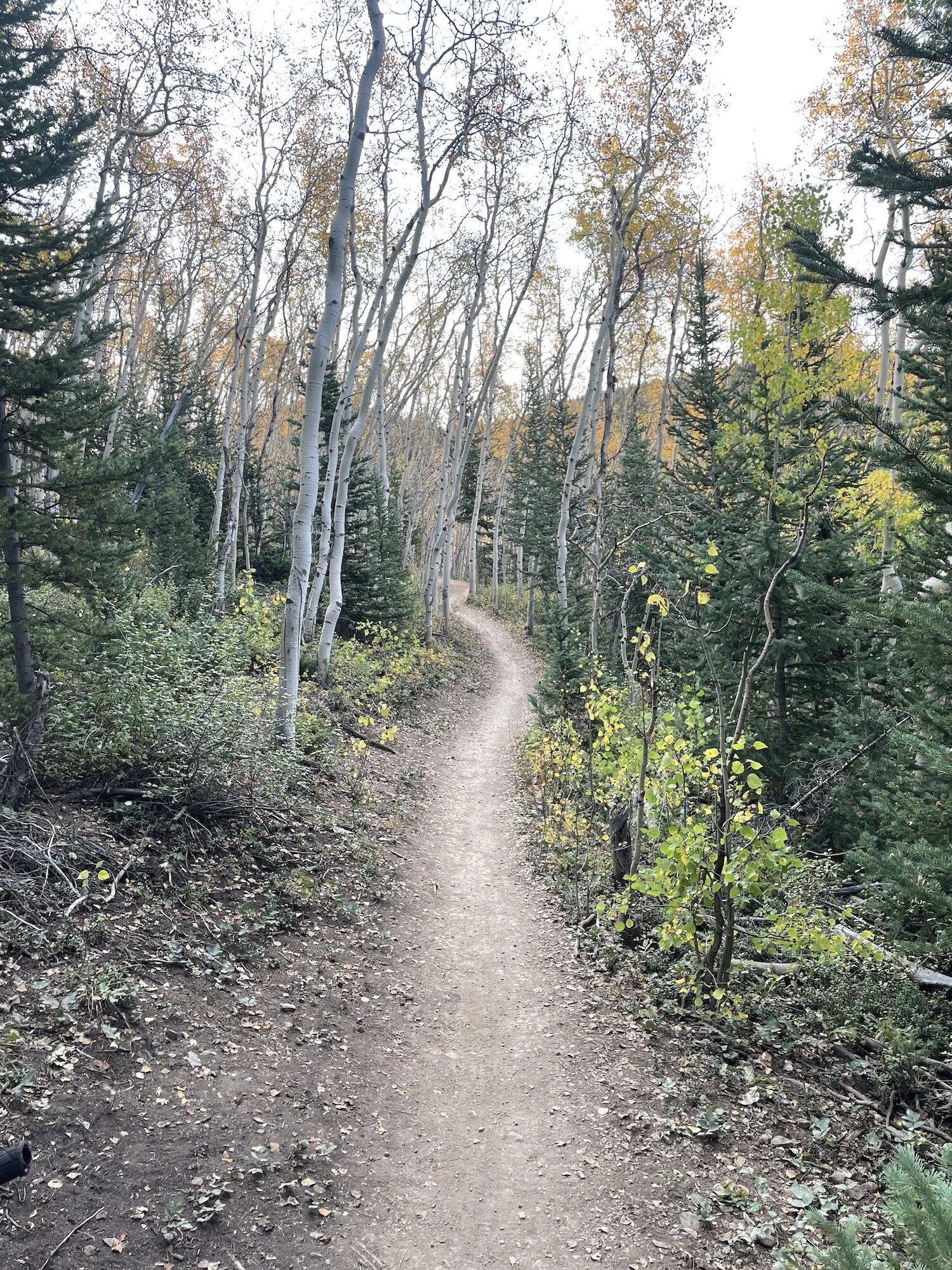 Aspen alley in the morning with the sun peaking through the trees