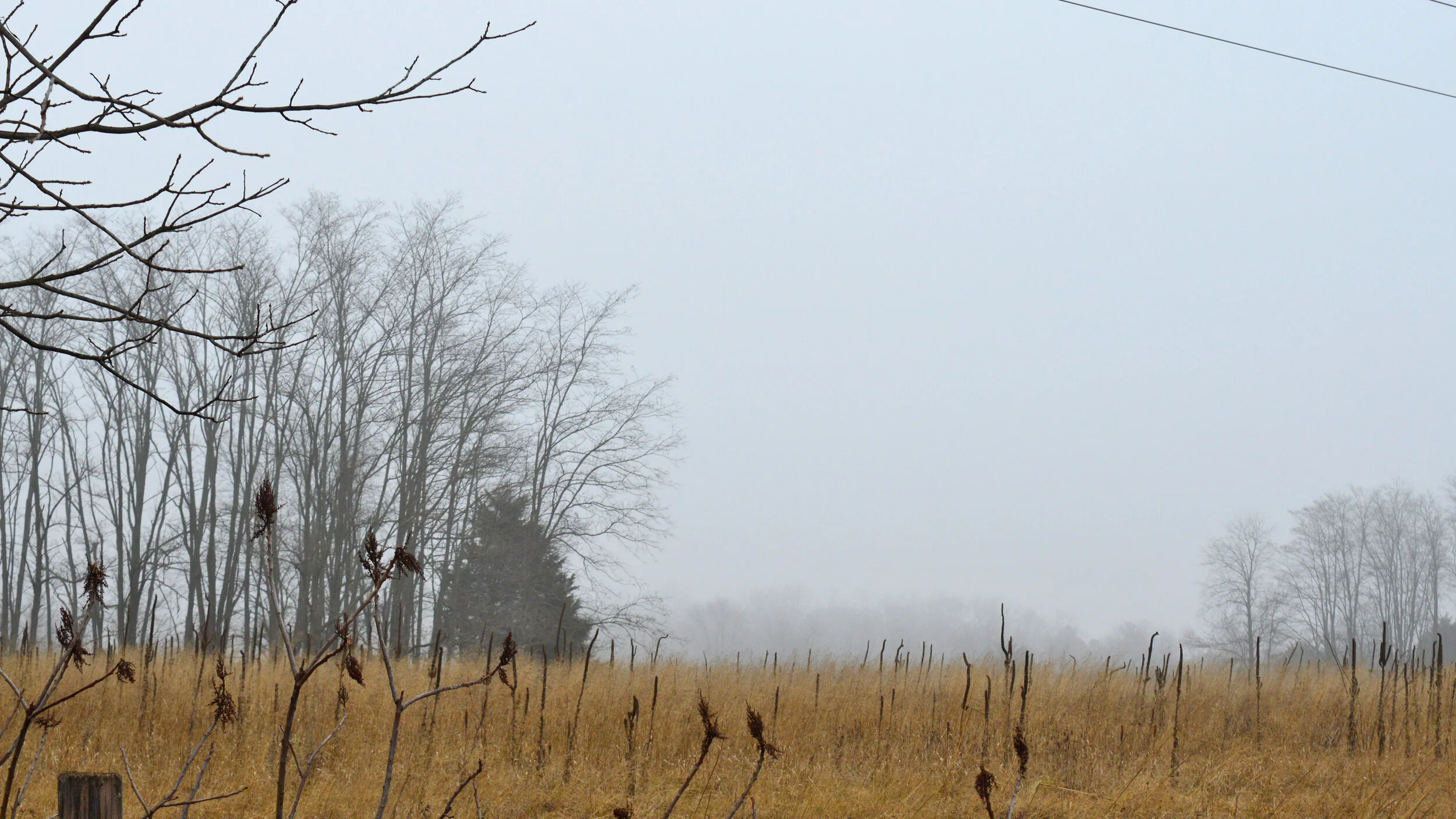 A foggy field with tall, dry grass, leafless trees in the background, and bare branches in the foreground.