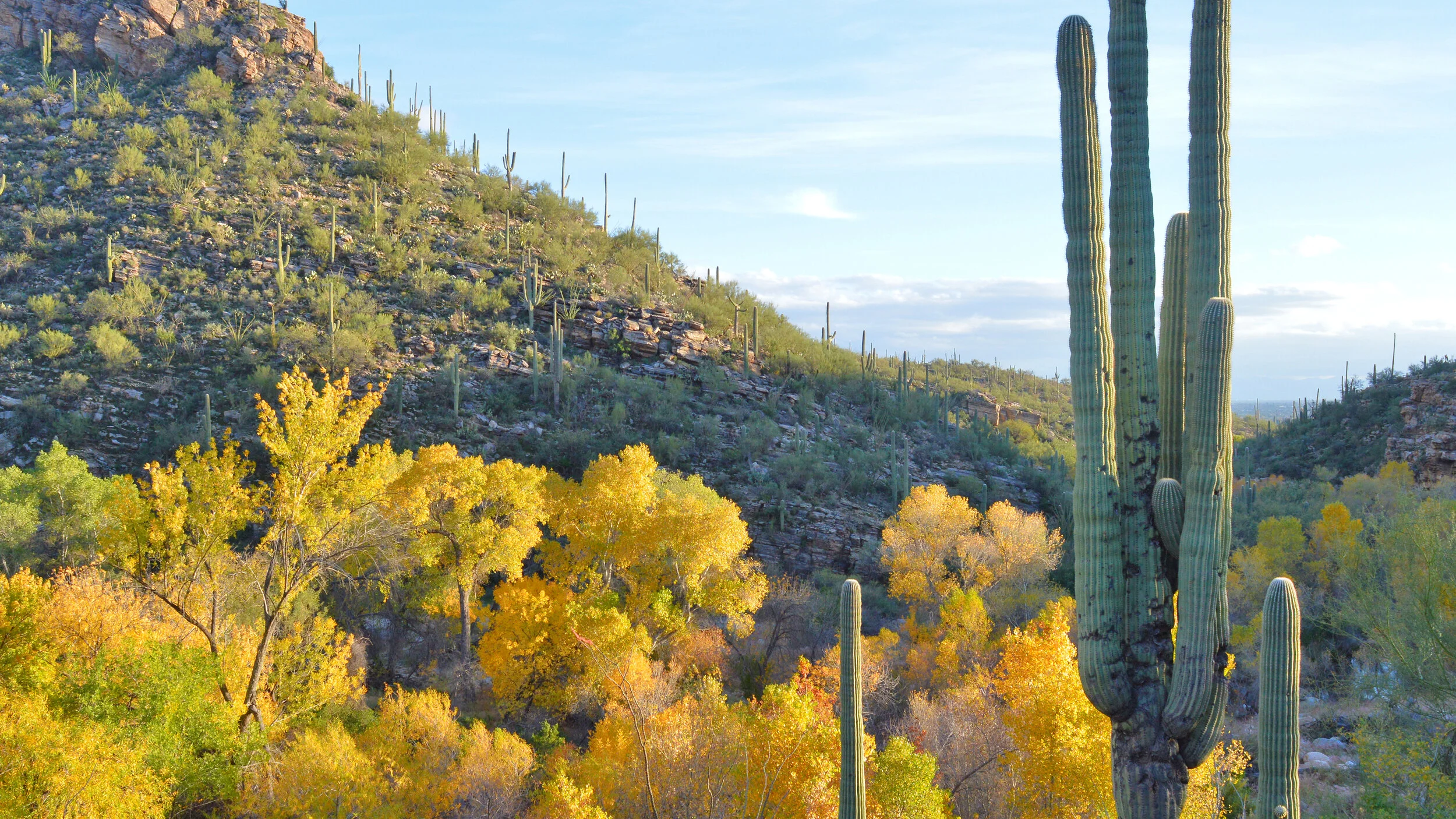 Desert landscape with tall saguaro cacti, yellow and orange autumn trees, and rocky hills covered in sparse desert vegetation under a blue sky.