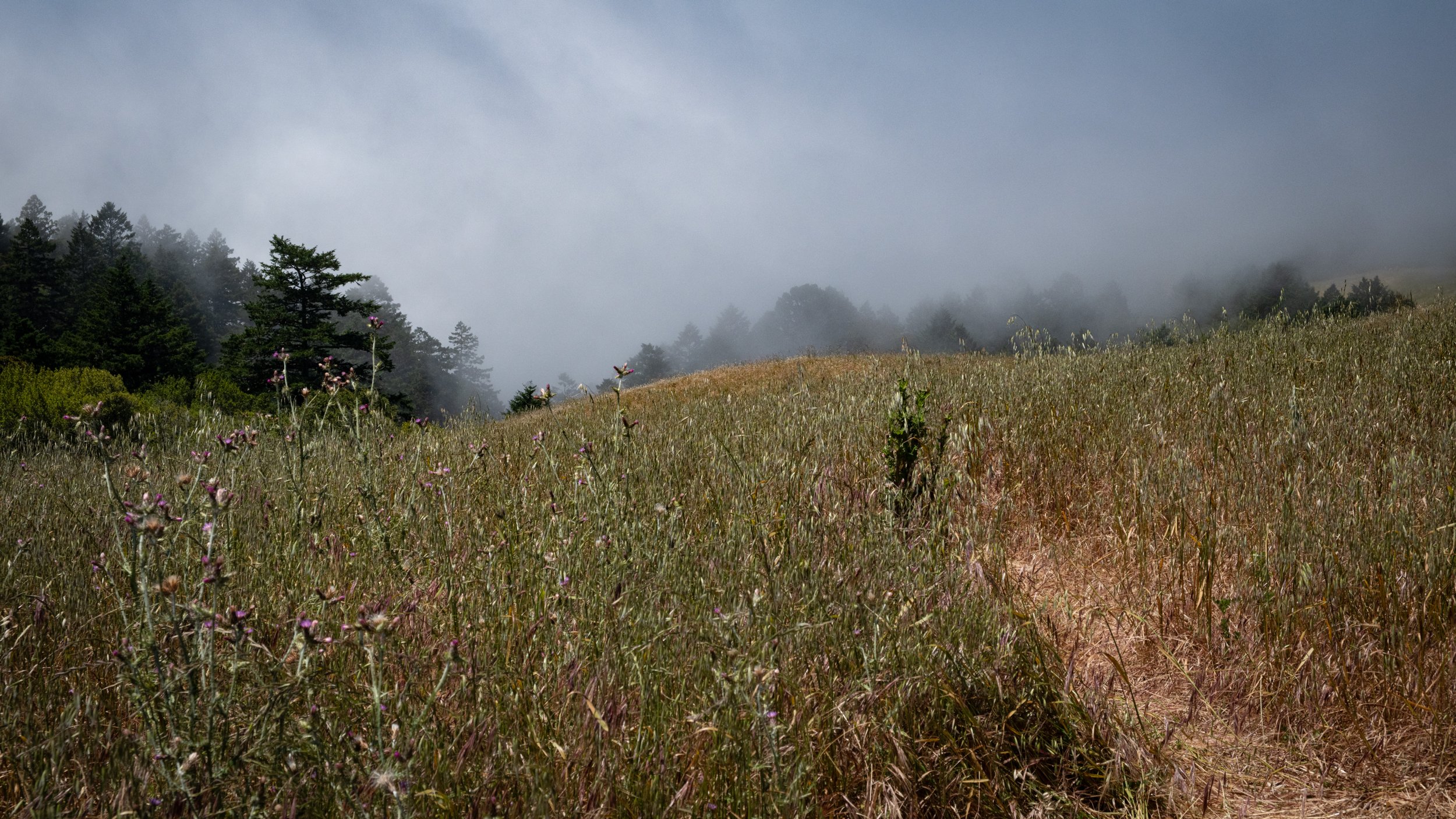 Mt. Tamalpais State Park, CA