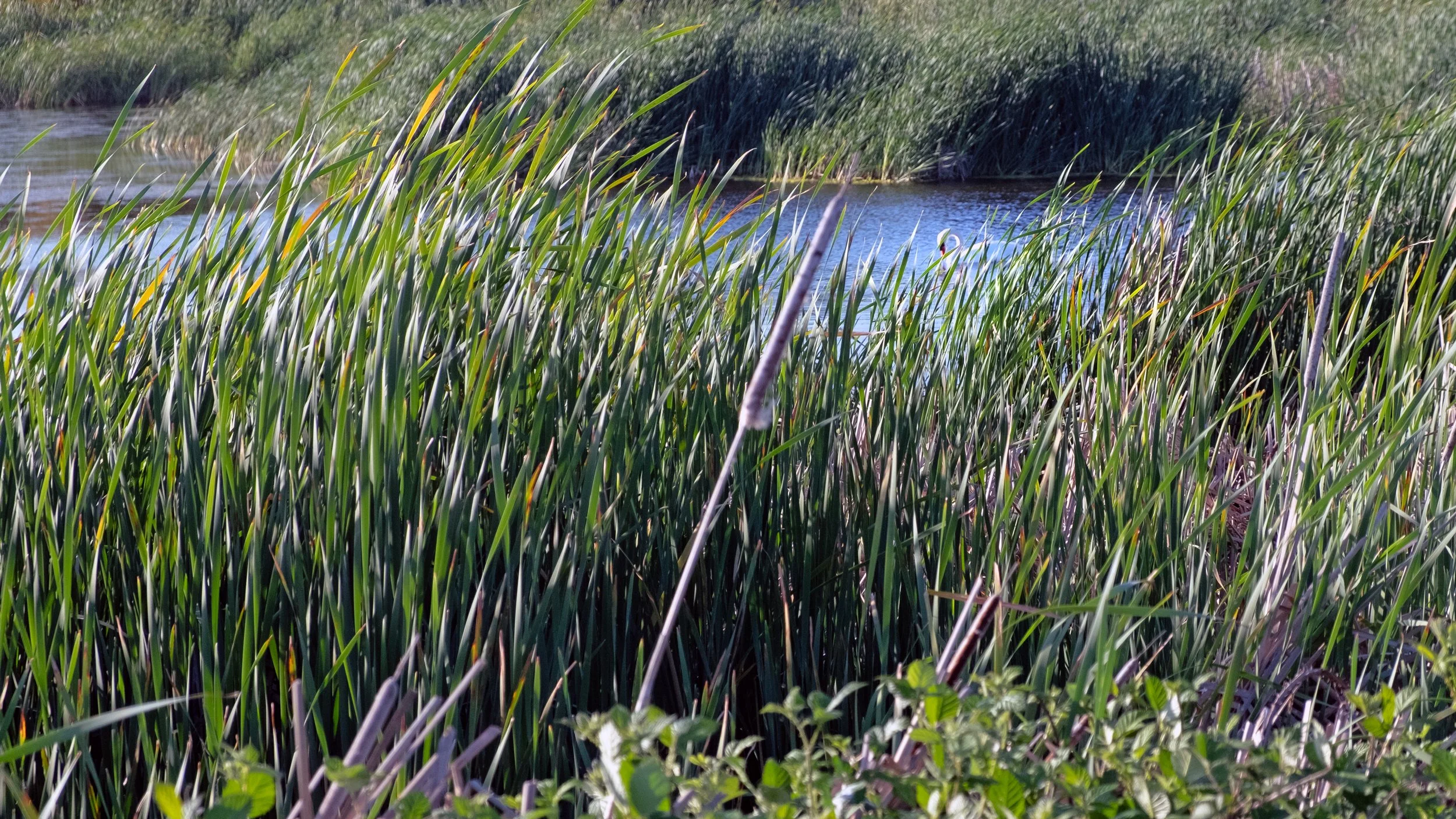 Las Galinas Valley Birding Loop, CA