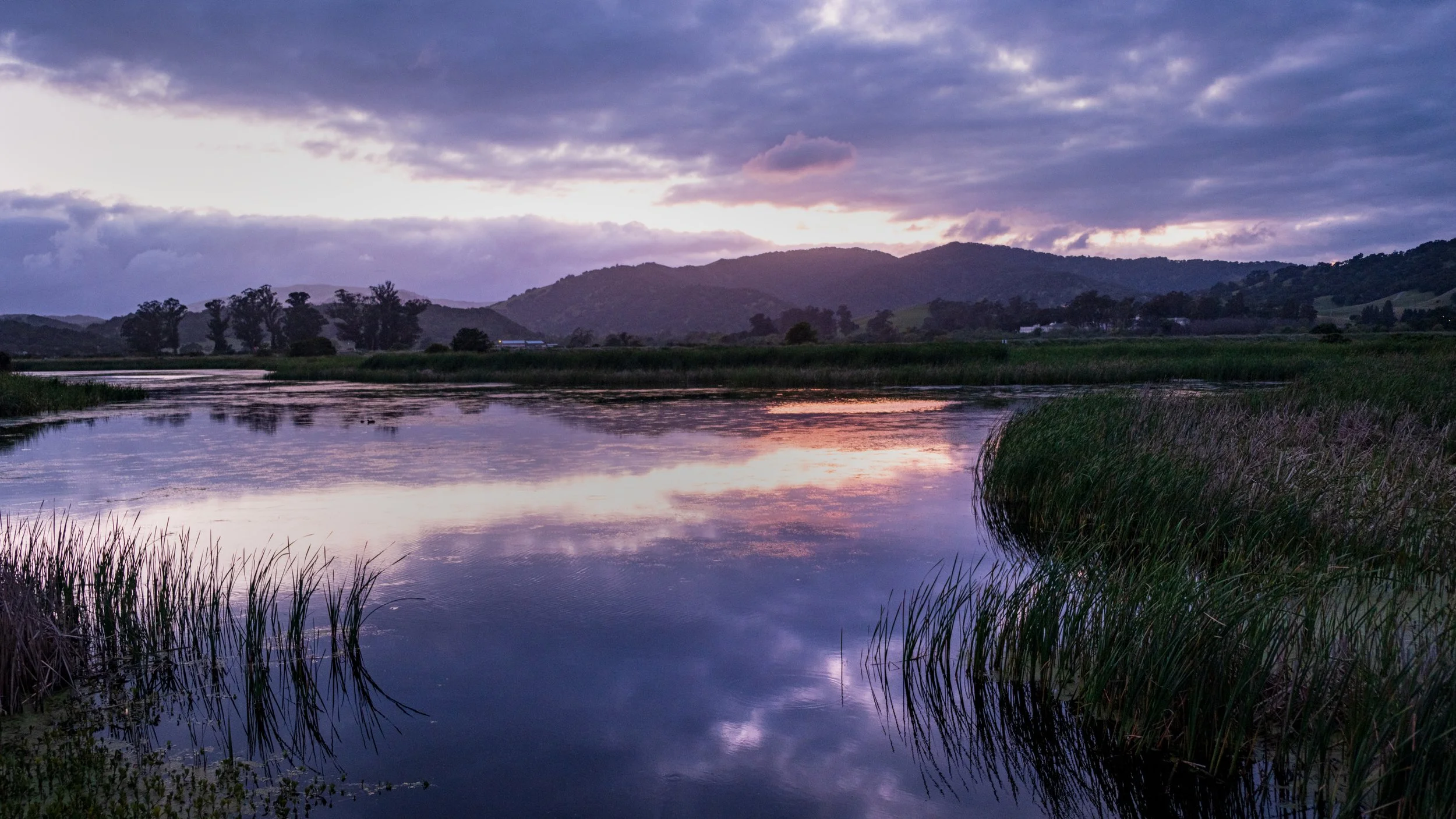 Las Galinas Valley Birding Loop, CA