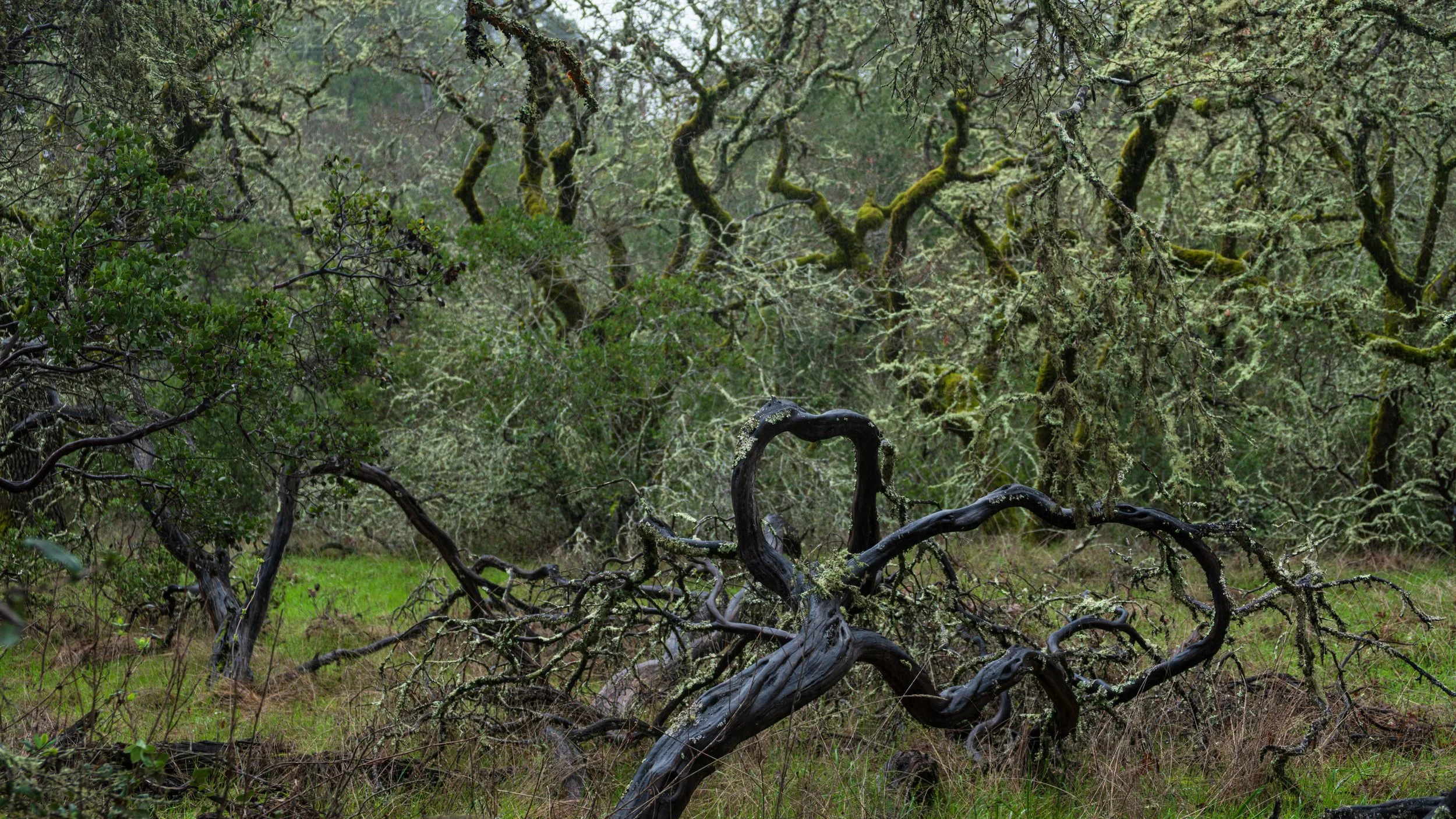 Jack London State Park, CA