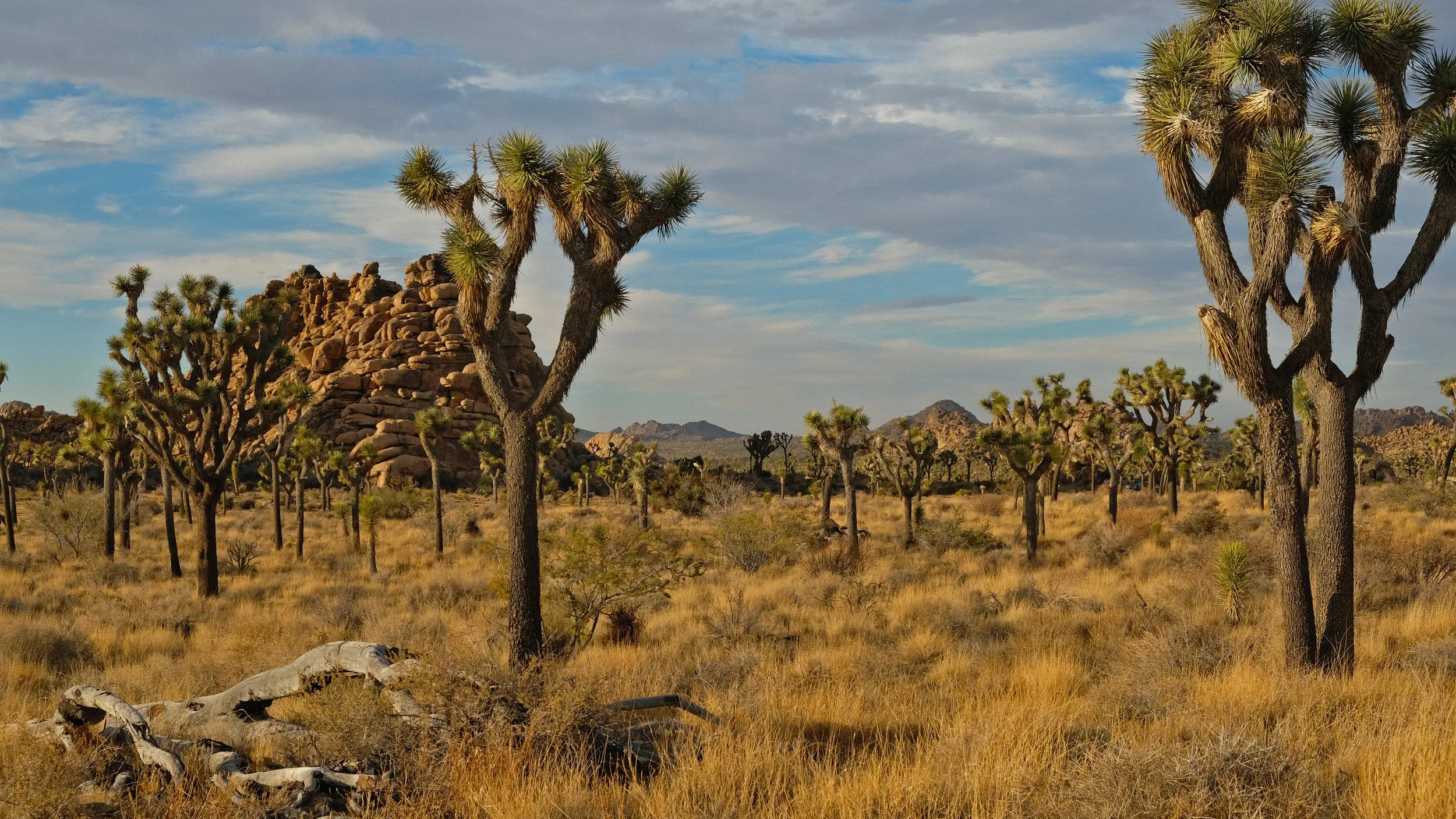 Joshua Tree National Park, California