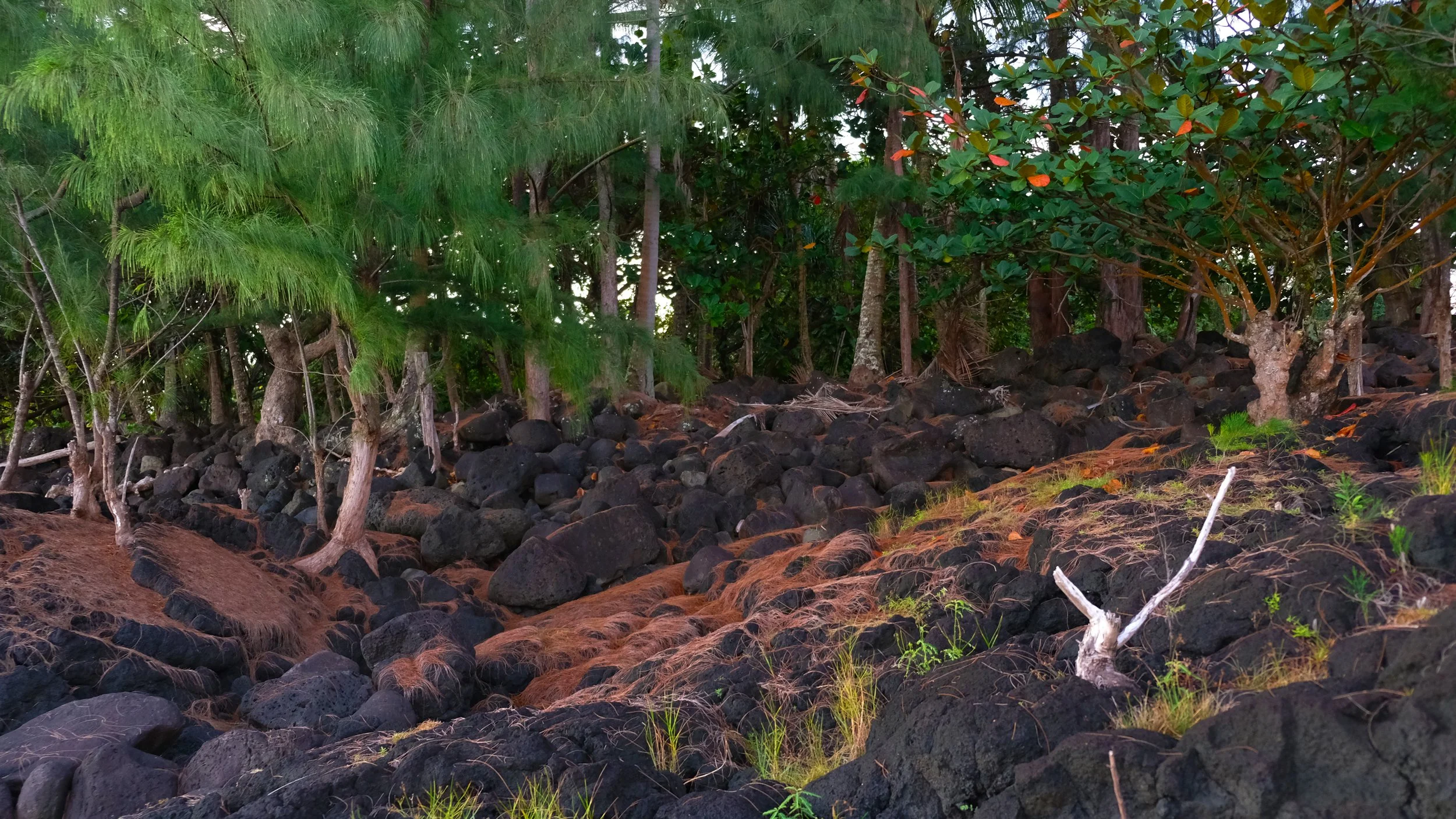 Richardson Ocean Park, Hilo, Hawaiʻi 