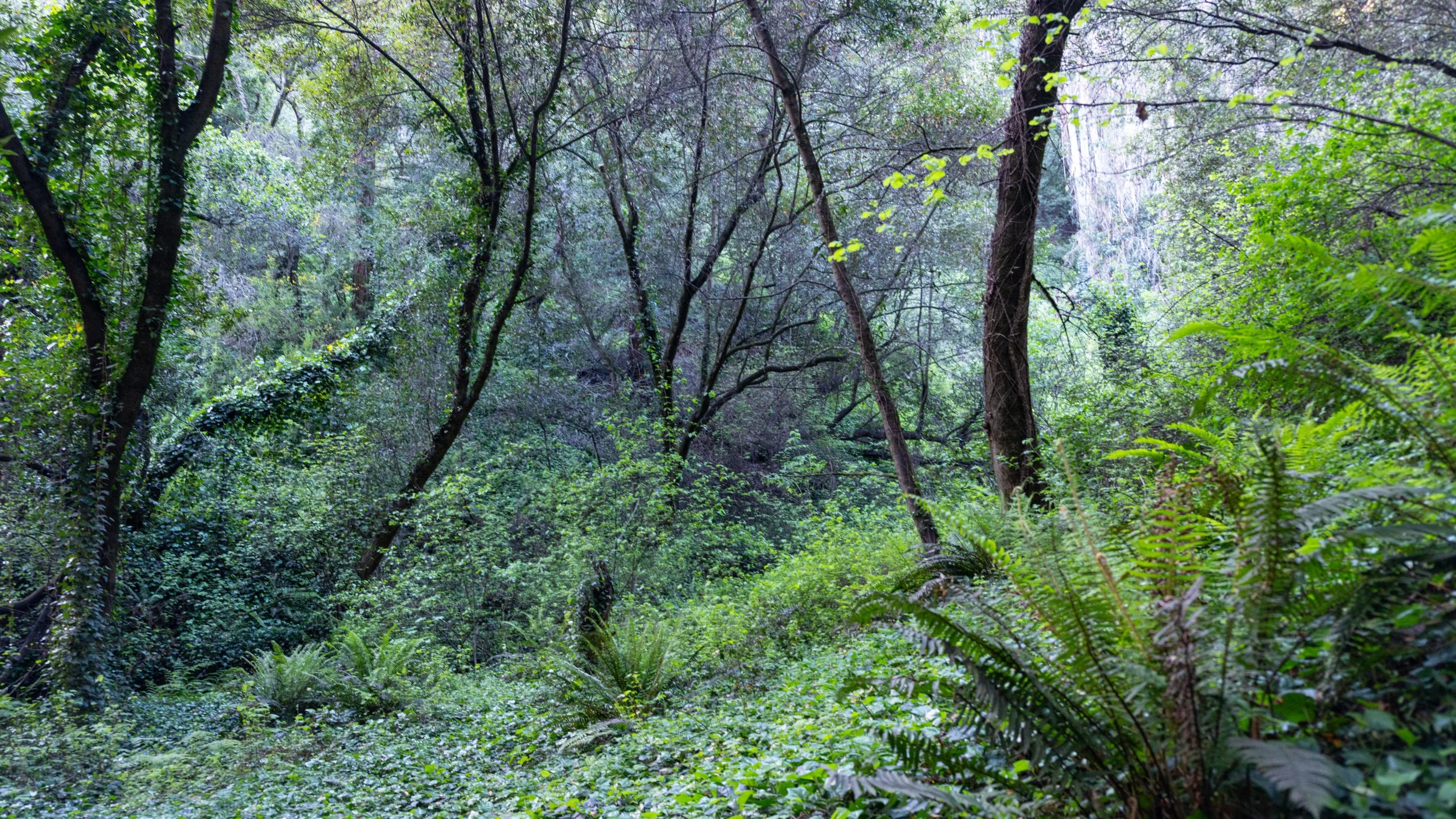 Joaquin Miller Park, California