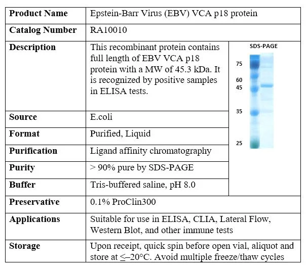 Epstein-Barr Virus (EBV) VCA p18 recombinant protein