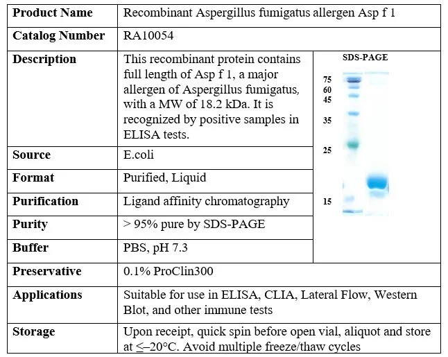 Recombinant Aspergillus fumigatus allergen