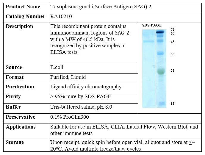 Toxoplasma gondii Surface Antigen (SAG) 2