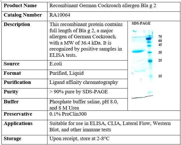 German Cockroach Recombinant Allergen Bla g 2
