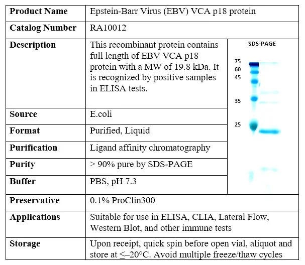 Epstein-Barr Virus (EBV) VCA p18 recombinant protein