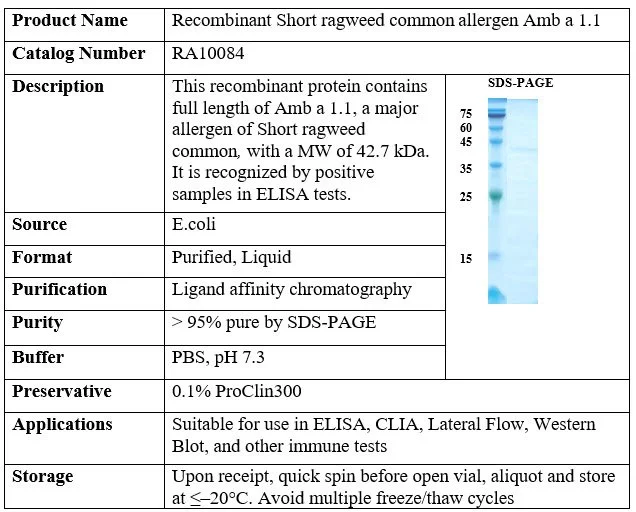 Recombinant Short Ragweed Allergen Amb a 1.1