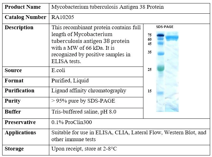 Mycobacterium tuberculosis Antigen 38 Protein
