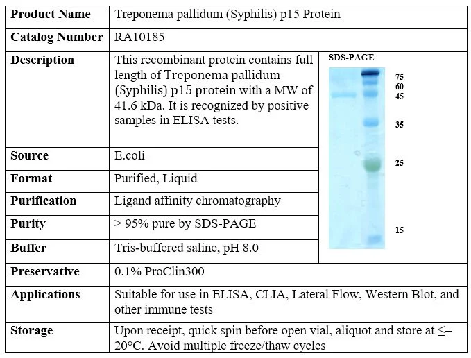 Syphilis p15 Protein
