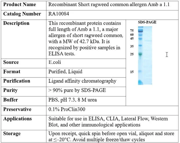 Recombinant Short Ragweed Common Allergen Amb a 1.1