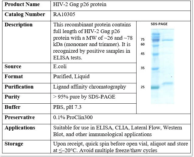 HIV-2 Gag p26 Recombinant Protein