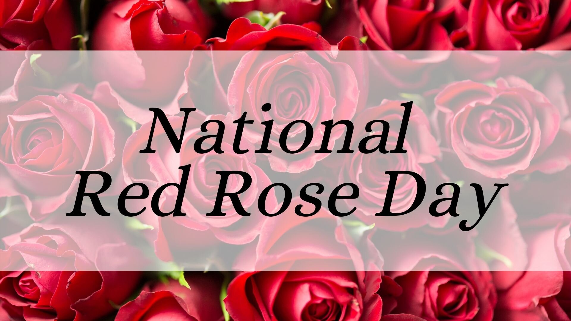 National Red Rose Day — Jolene Kaneshige Photography
