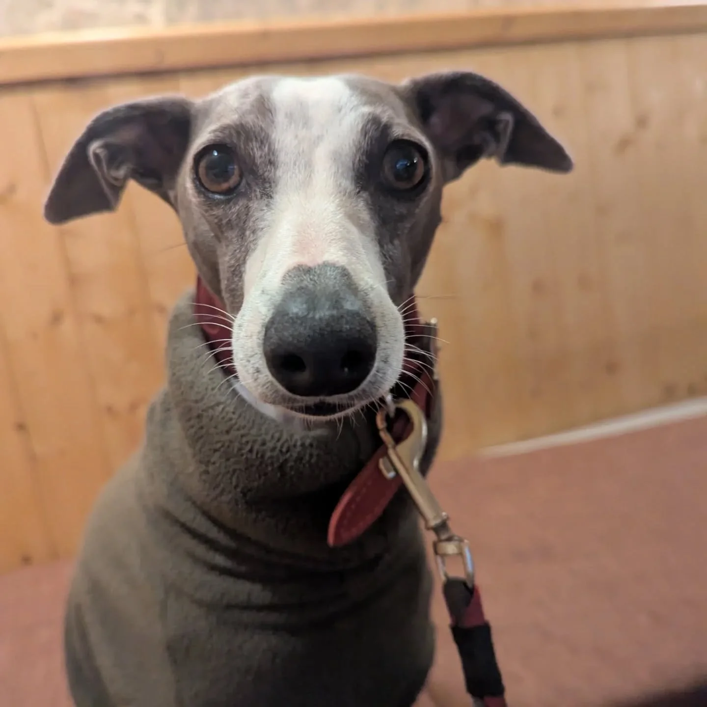 2025 with the 👑 of cosy cuddles (and beach zoomies). Best job ever! Thank you @ellenmarie13 for letting me be a pillow for Winnie for another year 🤍