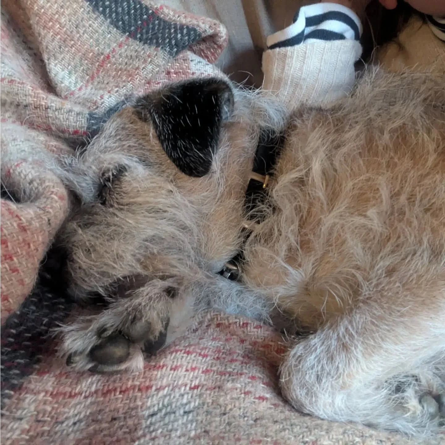 I am so lucky to still have not one but two gorgeous borders in my life... After losing Monty, getting to hang out with these gorgeous, funny girlies and give them belly rubs and stroke their little ears means the absolute world to me. Thank you to @