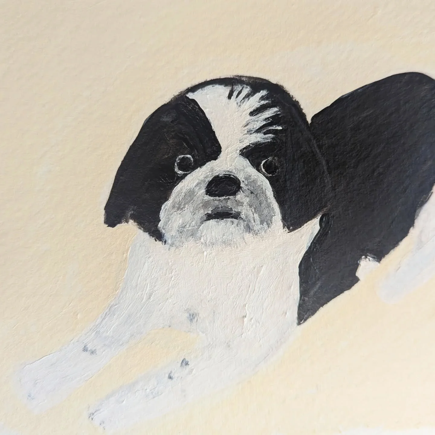 Alfie 🤍🖤
.
.
#shihtzugram #shihtzu #shihtzuportrait #dogportraits