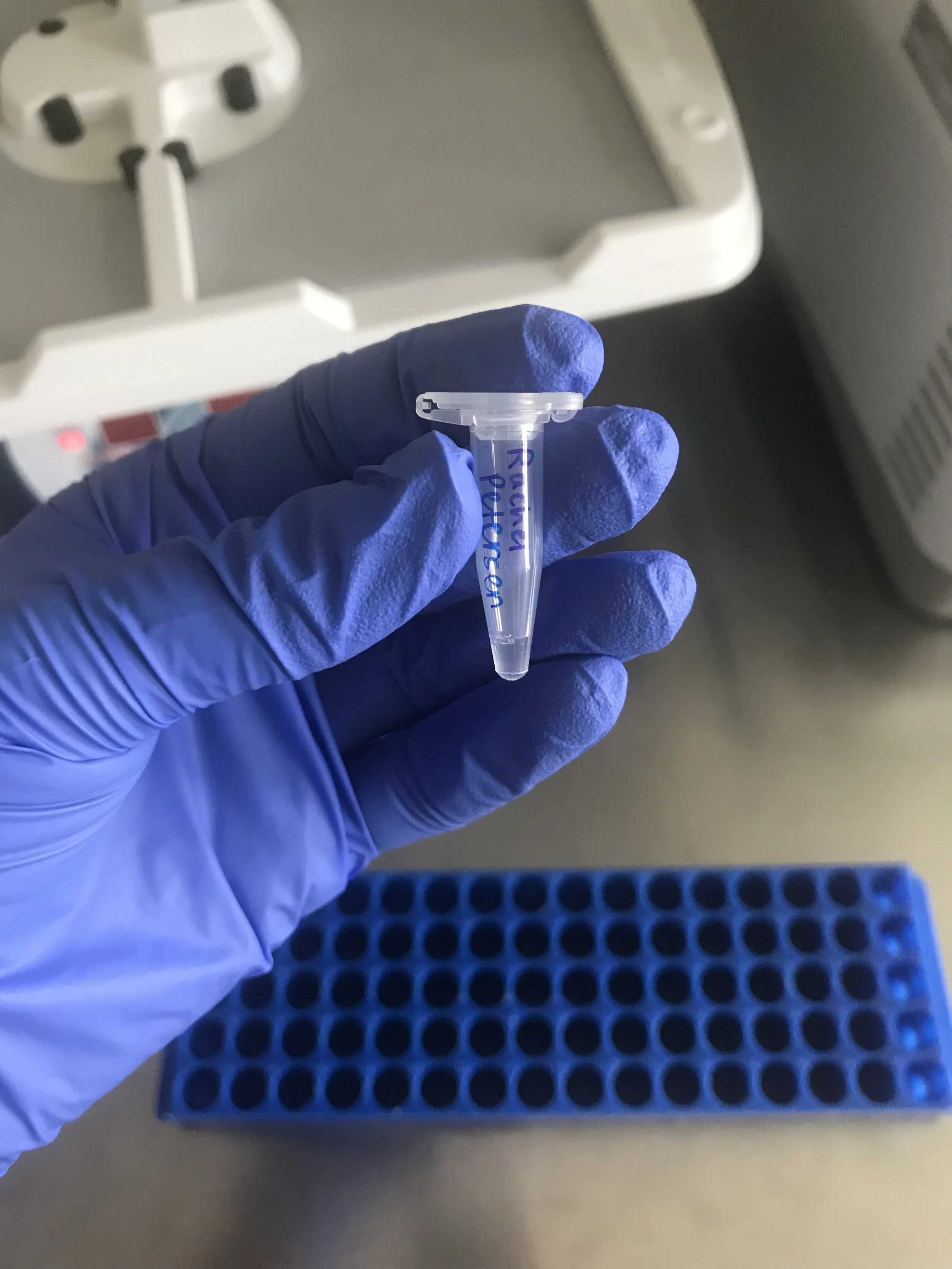MHC sequencing library constructed at the German Primate Center, Primate Genetics Lab