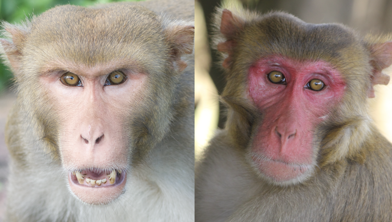Variation in facial color in male rhesus macaques.   Images taken by James Higham and Constance Dubuc